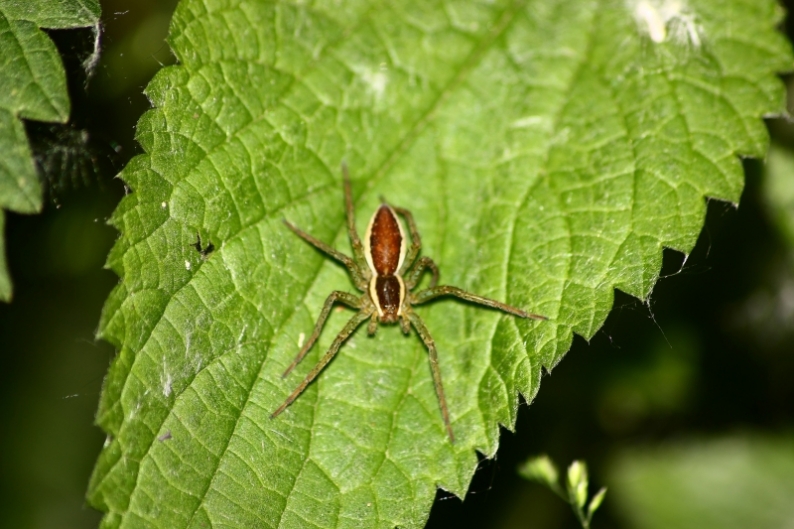 Dolomedes fimbriatus